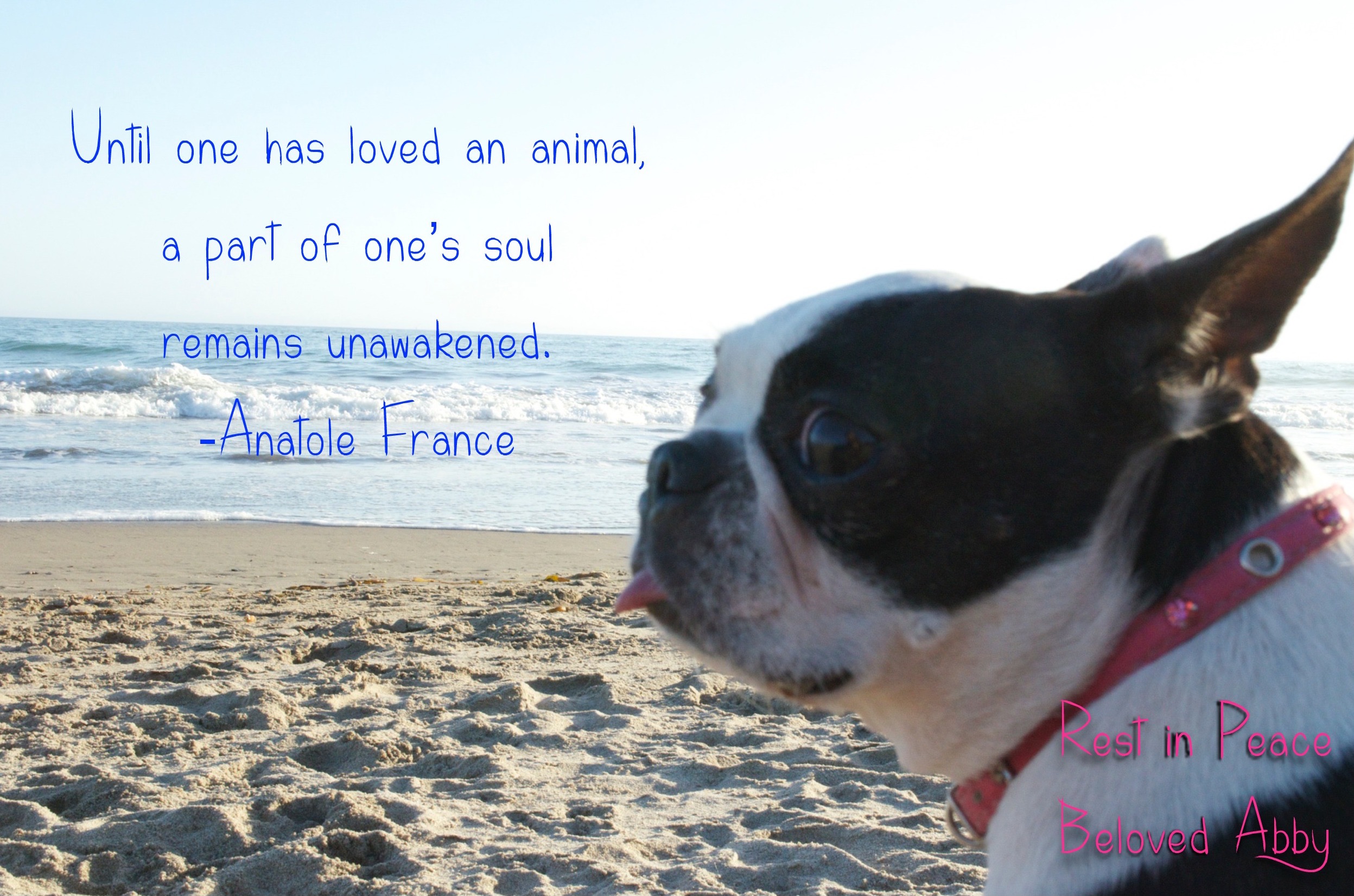 Abby RIP with Anatole France quote “Until one has loved an animal